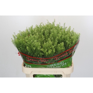Lepidium Green Dragon