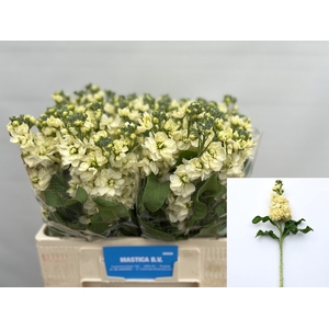 MATTH MATHILD YELLOW