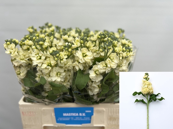 MATTH MATHILD YELLOW