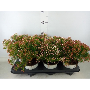 Chamelaucium unci.   ...