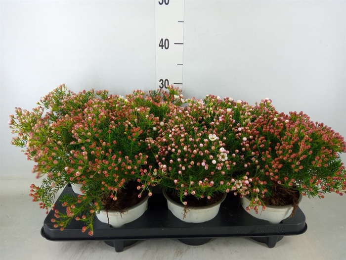 <h4>Chamelaucium unci.   ...</h4>