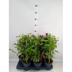 Clematis  'Boulevard'   ...