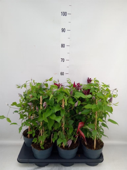 <h4>Clematis  'Boulevard'   ...</h4>