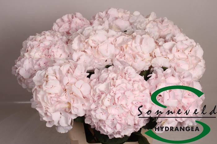 <h4>HYDR M CH SW VERENA</h4>