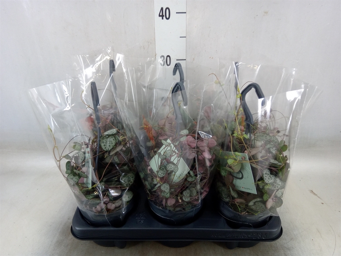 <h4>Ceropegia woodii ssp. woodii</h4>
