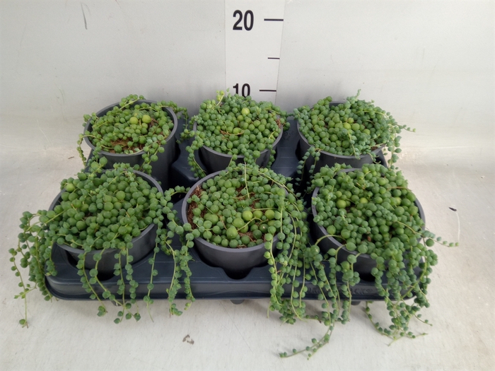 <h4>Senecio rowleyanus</h4>