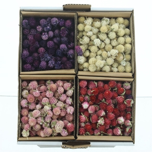 Dried Gomphrena Balls Mix Op Kleur