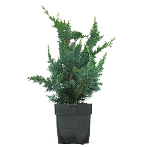 Chamaecyparis lawsoniana 'Wisselii' P17