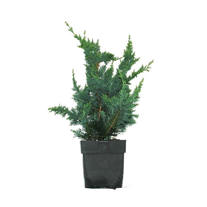 <h4>Chamaecyparis lawsoniana 'Wisselii' P17</h4>