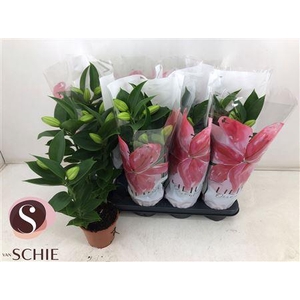 Lil Or Souvenir 3pp Min 6 Bloemen+