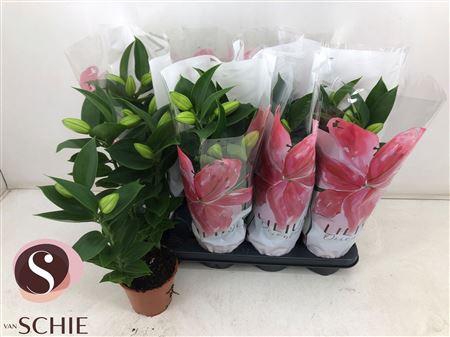 <h4>Lil Or Souvenir 3pp Min 6 Bloemen+</h4>