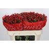 Hypericum True Romance