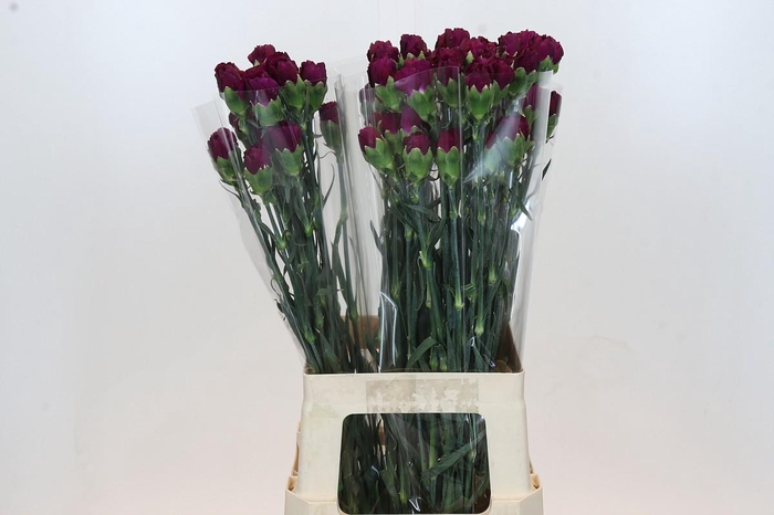 Dianthus St Purple Damascus