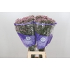 Limonium Pink Diamond