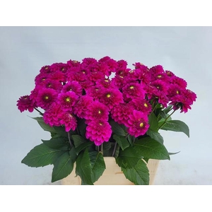 DAHL BALL PURPLE FOX