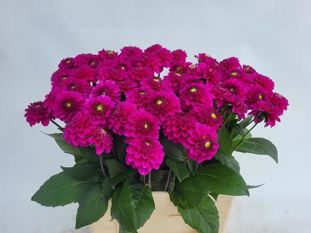 <h4>DAHL BALL PURPLE FOX</h4>