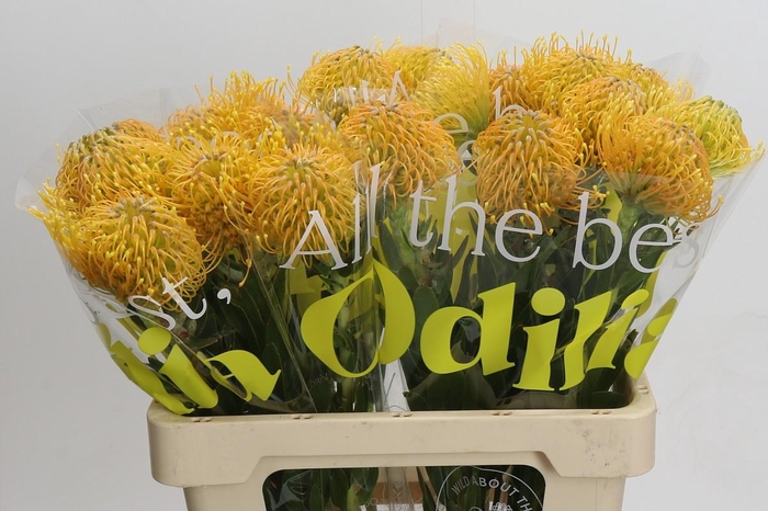 <h4>Nutans Haw Catherinae</h4>