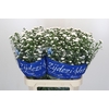 Aster Cassy