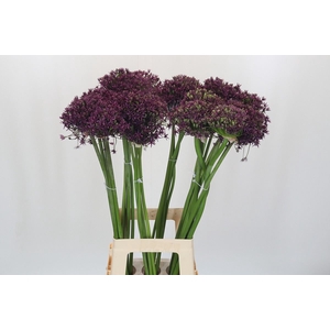 Allium  'Miami'