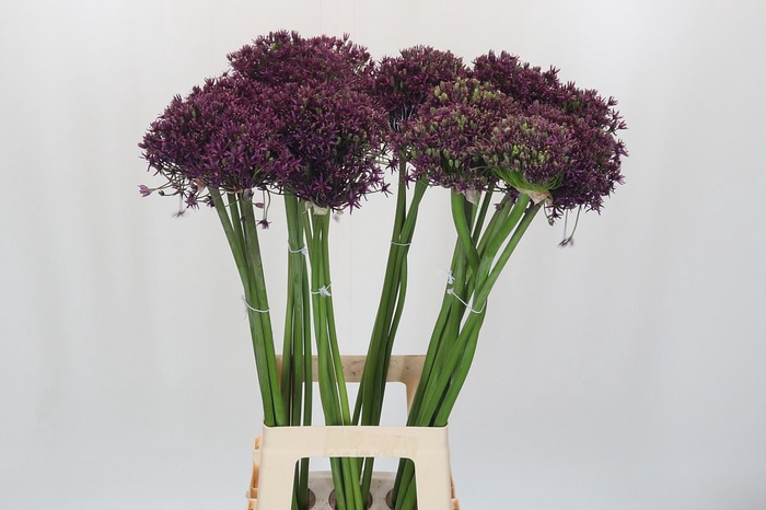 <h4>Allium  'Miami'</h4>