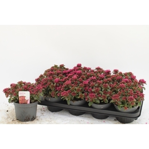 SEDUM SPU SPOT D ROS