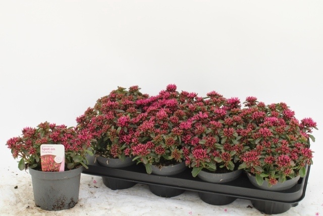 <h4>SEDUM SPU SPOT D ROS</h4>