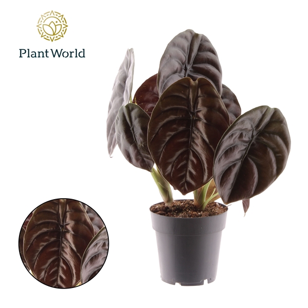 <h4>Alocasia Red Secret</h4>