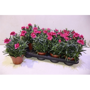 arr8 Dian Osc Purple Wing