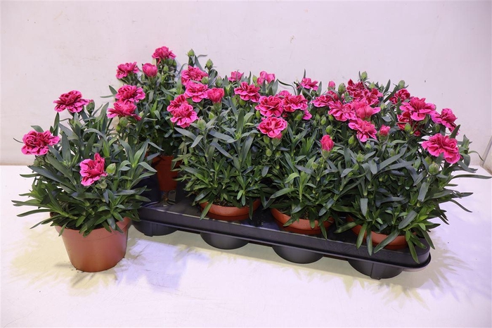 <h4>arr8 Dian Osc Purple Wing</h4>