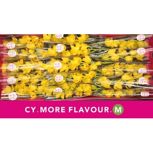 Cymbidium Carioca