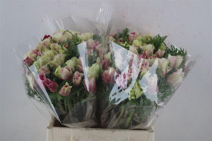 <h4>Anem Mistral Tigre</h4>