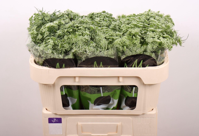 <h4>AMMI VISNAGA CASABLANCA</h4>