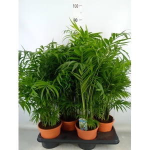 Chamaedorea elegans