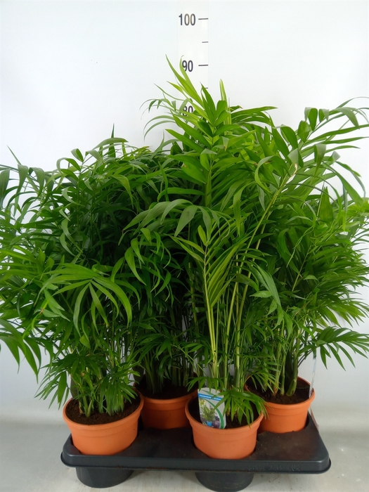 <h4>Chamaedorea elegans</h4>