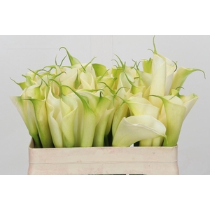 Zantedeschia Eydolls White