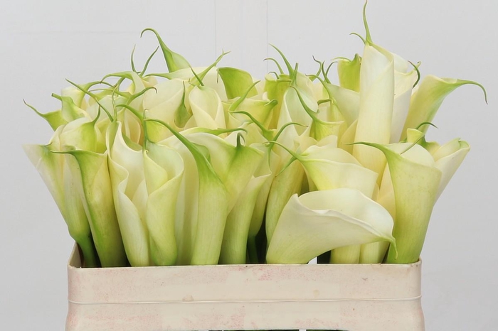 <h4>Zantedeschia Eydolls White</h4>