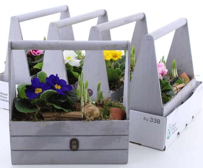 <h4>ARR PL IN SCHAAL</h4>