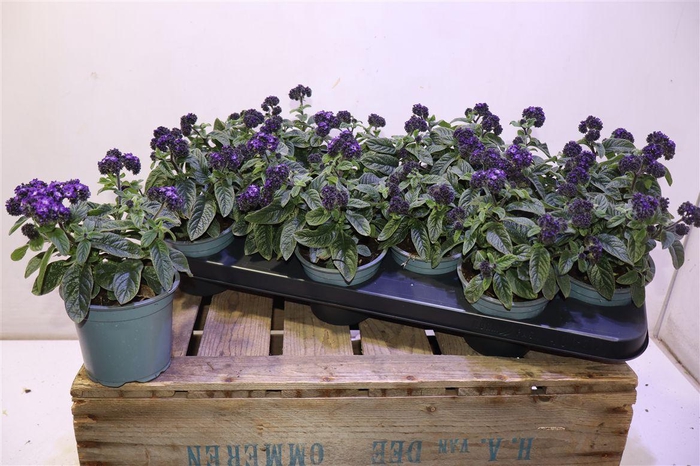 <h4>arr8 Helio Ov</h4>