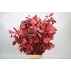 Faggio Preserved Cerise (beech,beuk)