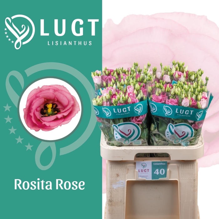 <h4>EUS G ROSI ROSE PINK</h4>