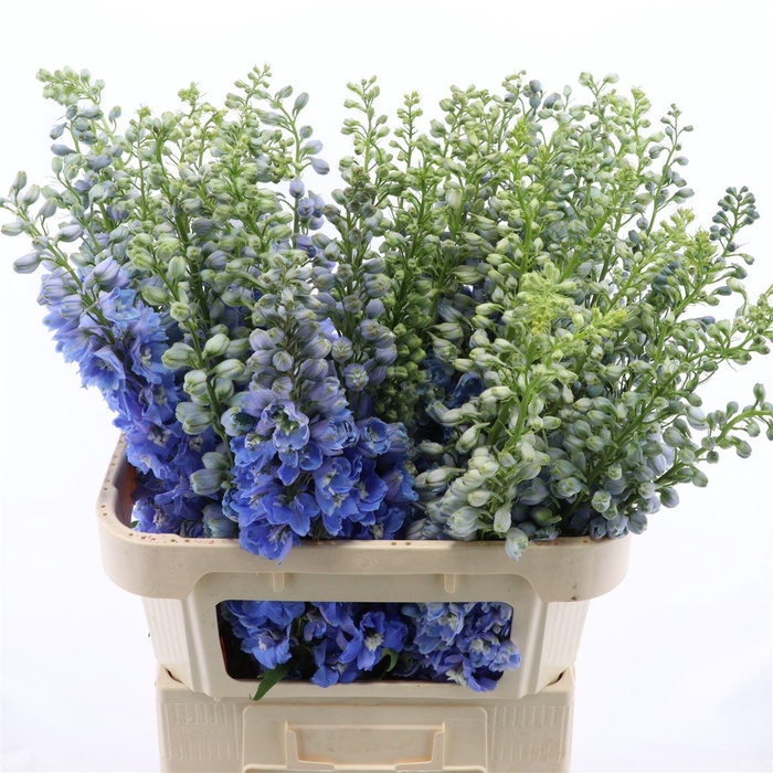 <h4>Delphinium Double Aurora Light Blue</h4>