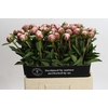 Paeonia Sarah Bernhardt