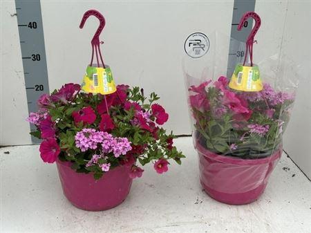 <h4>Overig perkplanten gemengd in pot</h4>