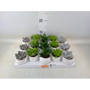 Succulents   ...mix 5