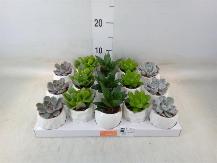 <h4>Succulents   ...mix 5</h4>