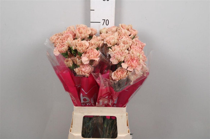 <h4>Di St Caramel</h4>