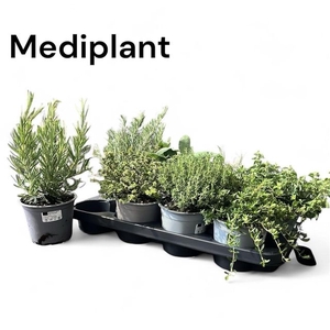 TUINKRUIDEN ITALIAN HERBS MIX P14