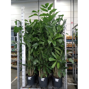 Caryota mitis