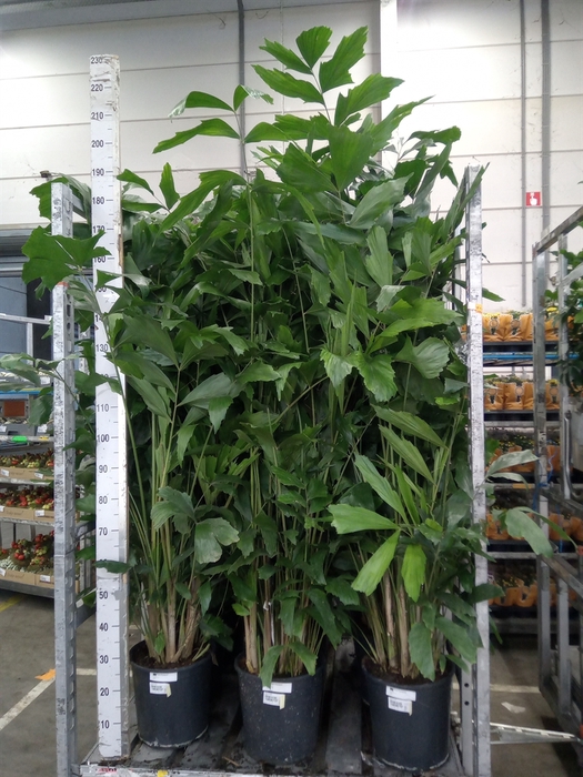 <h4>Caryota mitis</h4>
