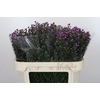 Aster Baby Pink